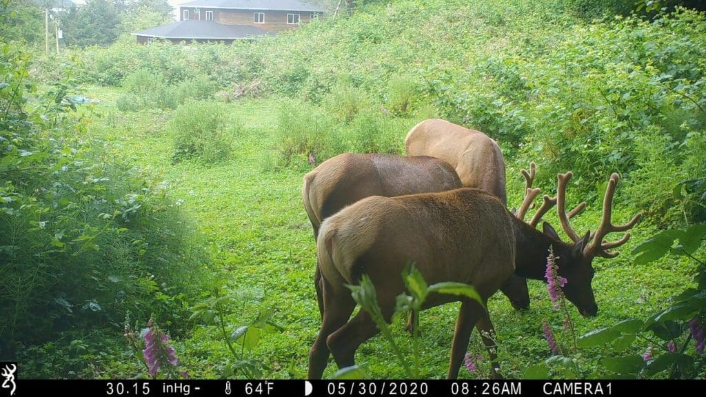 3 Bulls grazing